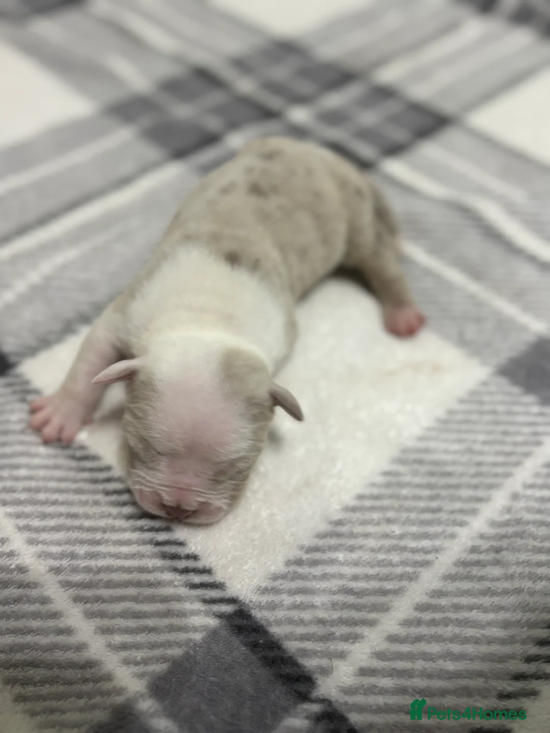 American Bully dogs for sale: Pocket bully’s  in Cradley Heath - Advert 29