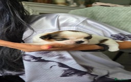 Shih Tzu dogs for sale: Puppies for reservation / sale  - Image 14