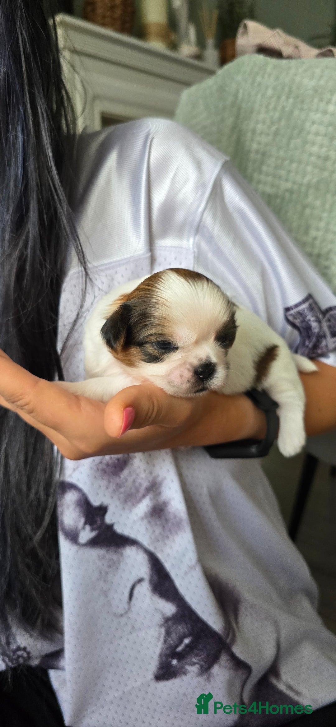 Shih Tzu dogs for sale: Puppies for reservation / sale  - Image 14
