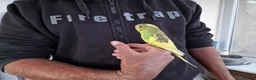 Budgerigars birds for sale: Super silly hand tamed baby budgies  - Advert 3
