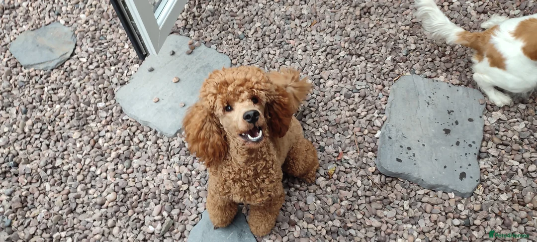 Miniature Poodle dogs for stud: Stunning health tested KC Red Miniature Poodle in Cannock - Advert 3
