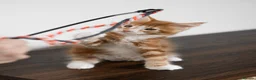 Maine Coon cats for sale: 5 Beautiful Russian Import Kittens TICA - Advert 19