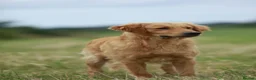Golden Retriever dogs for sale: Golden retriever puppy's  - Advert 9