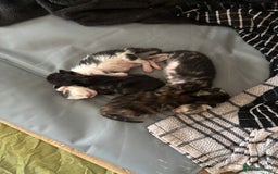 Mixed Breed cats for sale: Adorable Kittens Available  - Image 7