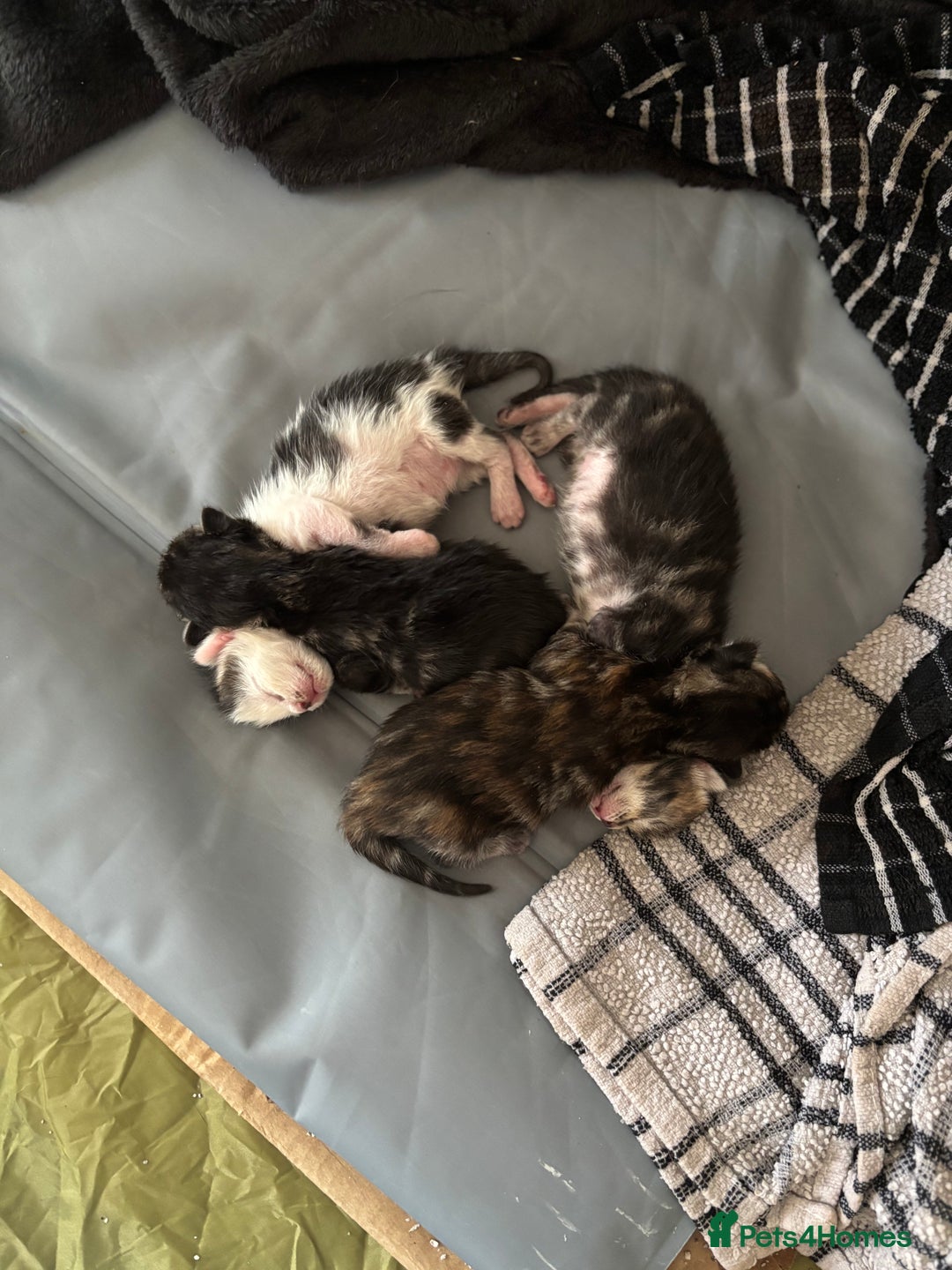 Mixed Breed cats for sale: Adorable Kittens Available  - Image 7