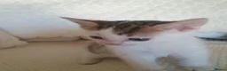 Mixed Breed cats for sale: 10 beautiful cuddly kittens - Advert 7