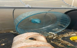 Gerbil rodents for sale: 2 male Gerbils with a cage  - Advert 3