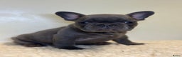 French Bulldog dogs for sale: KC Frenchies  - Advert 3