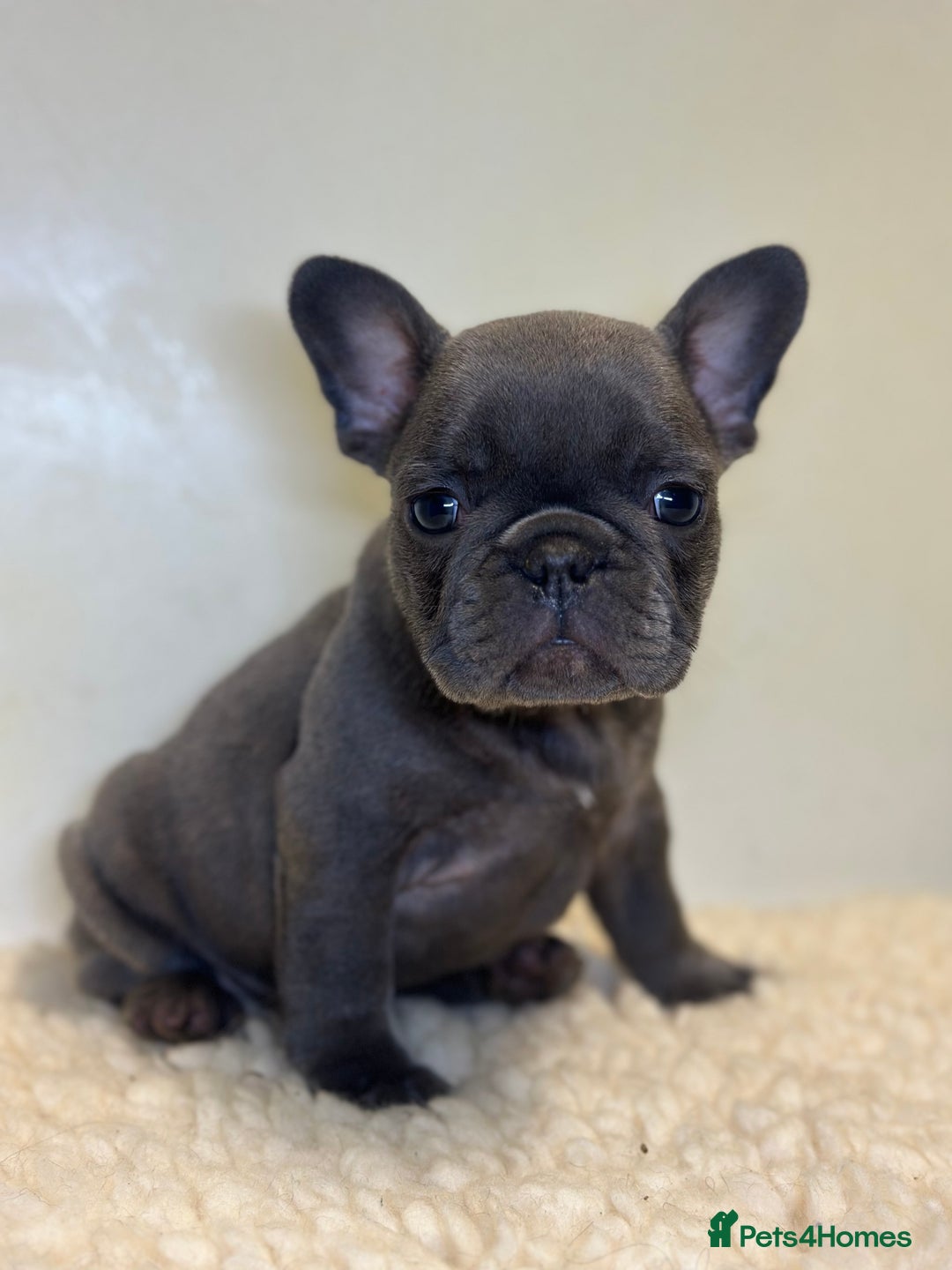 French Bulldog dogs for sale: KC Frenchies  - Advert 3