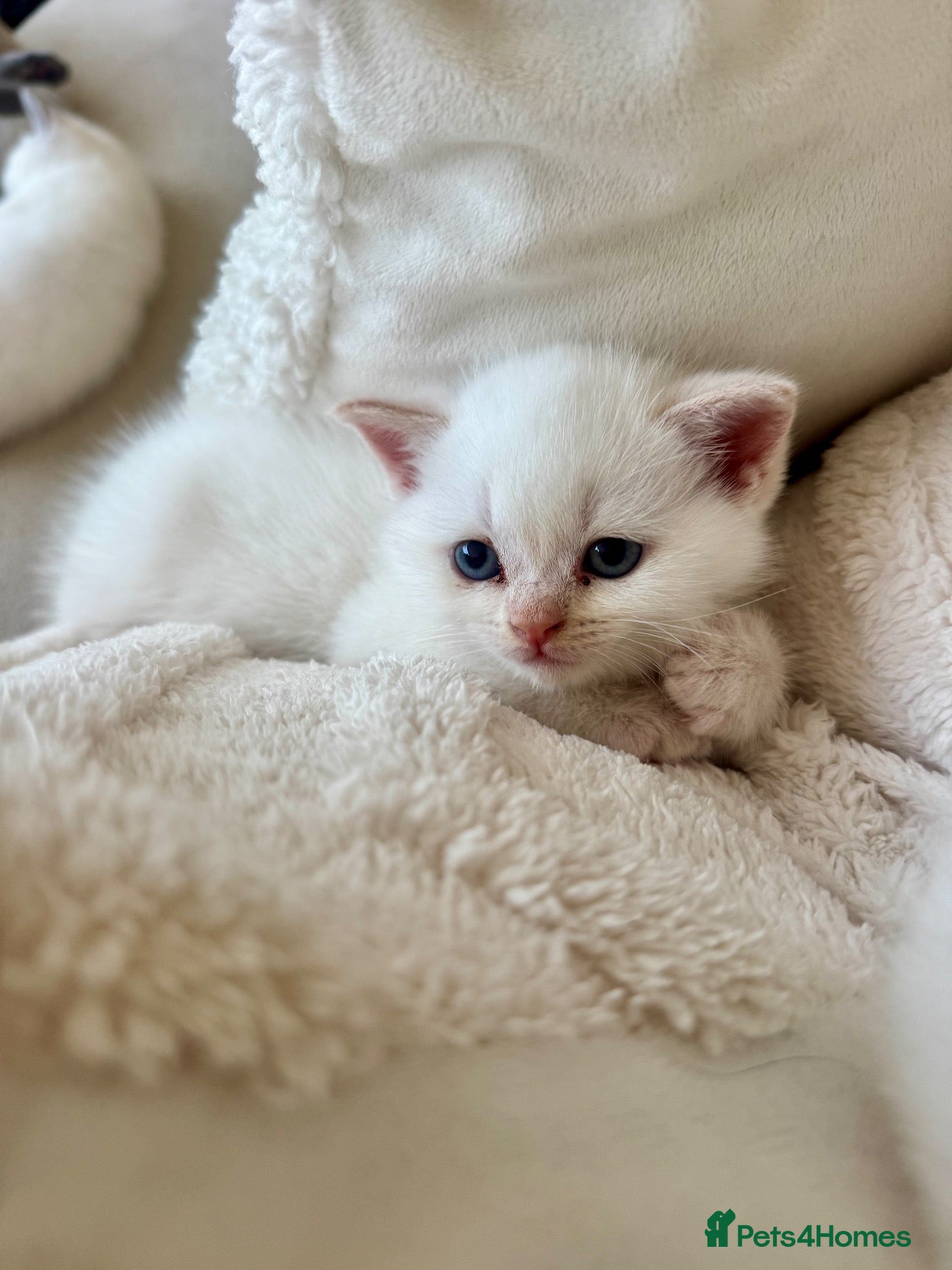 British Shorthair cats FULL PEDIGREE BSH KITTENS IN THE COTSWOLDS - Advert 1