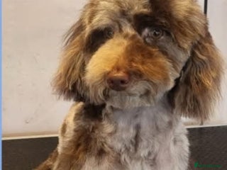 Toy Poodle dogs in Leighton Buzzard - Advert 5