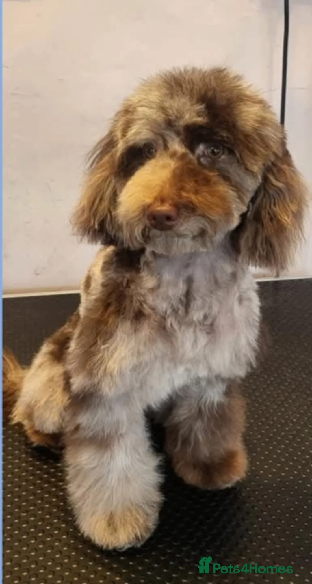 Toy Poodle dogs for stud: PROVEN Chocolate merle toy poodle in Leighton Buzzard - Advert 1