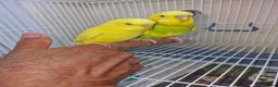 Budgerigars birds for sale: Super silly hand tamed baby budgies  - Advert 16