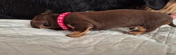 Dachshund dogs for sale: Smooth Haired Dachshund puppies - Advert 9