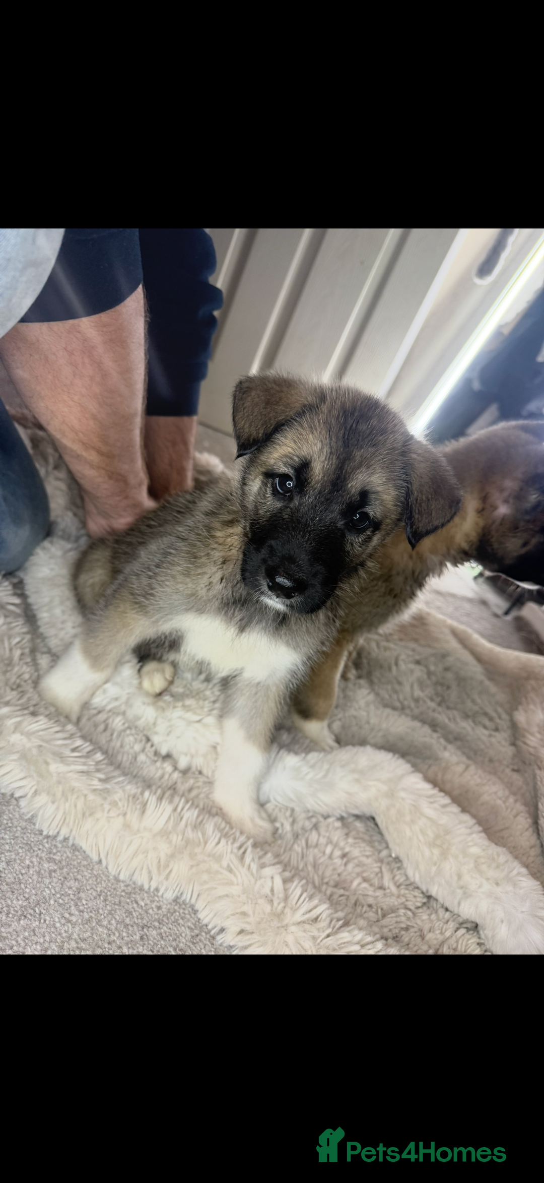 Mixed Breed dogs for sale: Akita/Belgian malenute puppy’s  - Image 3