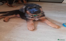 German Shepherd dogs for sale: German Shepherd Puppies for Sale - Image 2