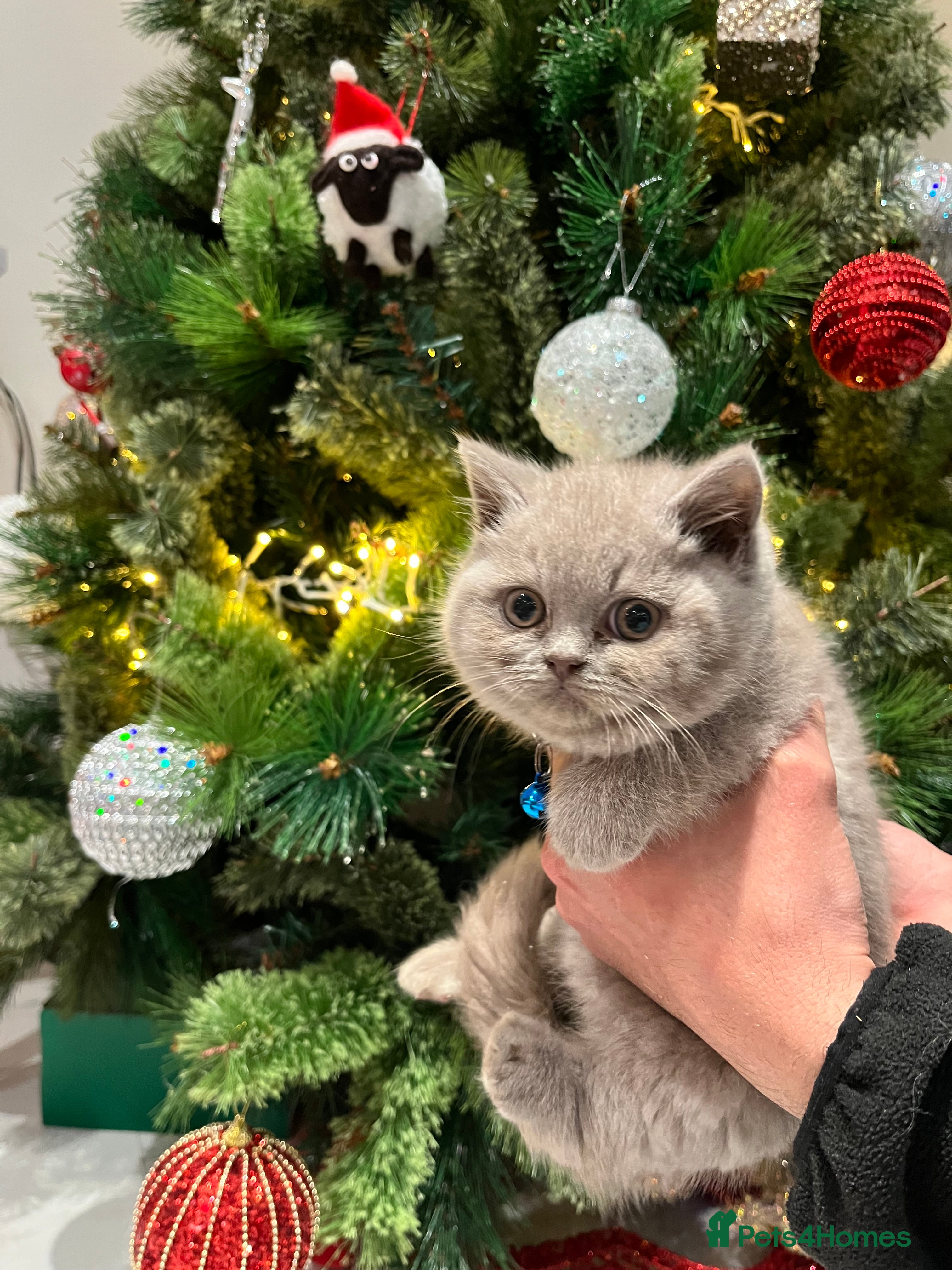 British Shorthair cats ALL RESERVED PURE BREED BRITISH SHORTHAIR KITTENS - Advert 2