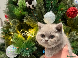 British Shorthair cats ⭐️ PURE BREED BRITISH SHORTHAIR KITTENS - Advert 1