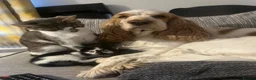 Mixed Breed cats for sale: Female kittens in Didcot - Advert 5