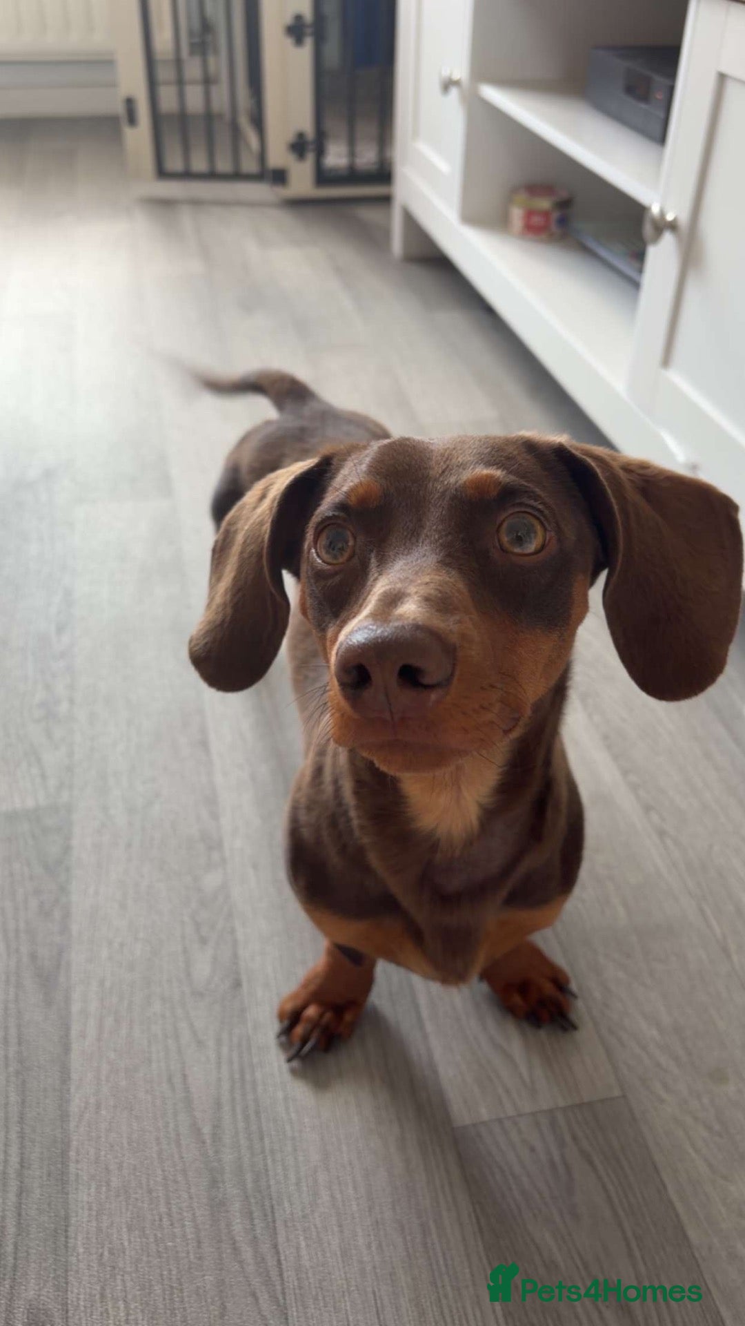 Miniature Dachshund dogs 10 MONTH OLD DACHSHUND LOOKING FOR HIS 4EVER HOME - Advert 7