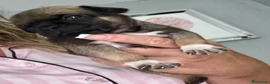 Pug 6 white paws white wings on chest 