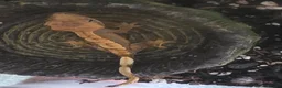 Mixed Breed reptiles for sale: Crested geckos for sale - Advert 7