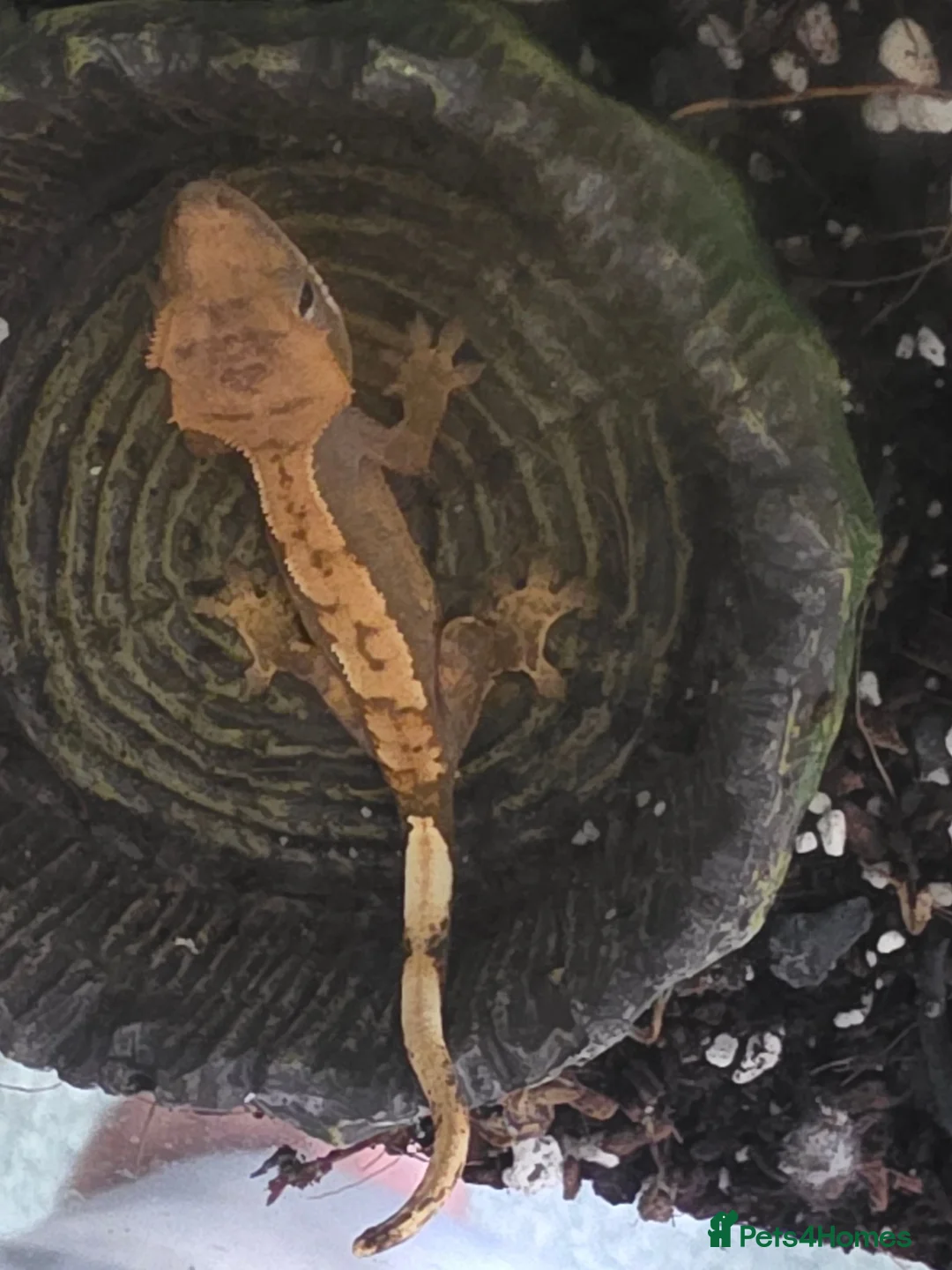Mixed Breed reptiles for sale: Crested geckos for sale - Advert 7