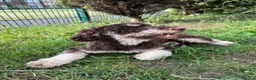 Miniature Poodle dogs for stud: Proven Chocolate and White Miniature Poodle Stud - Advert 5