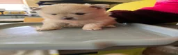 Pomeranian dogs for sale: Pomeranians for sale pups  - Advert 8