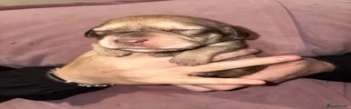 Female 2 