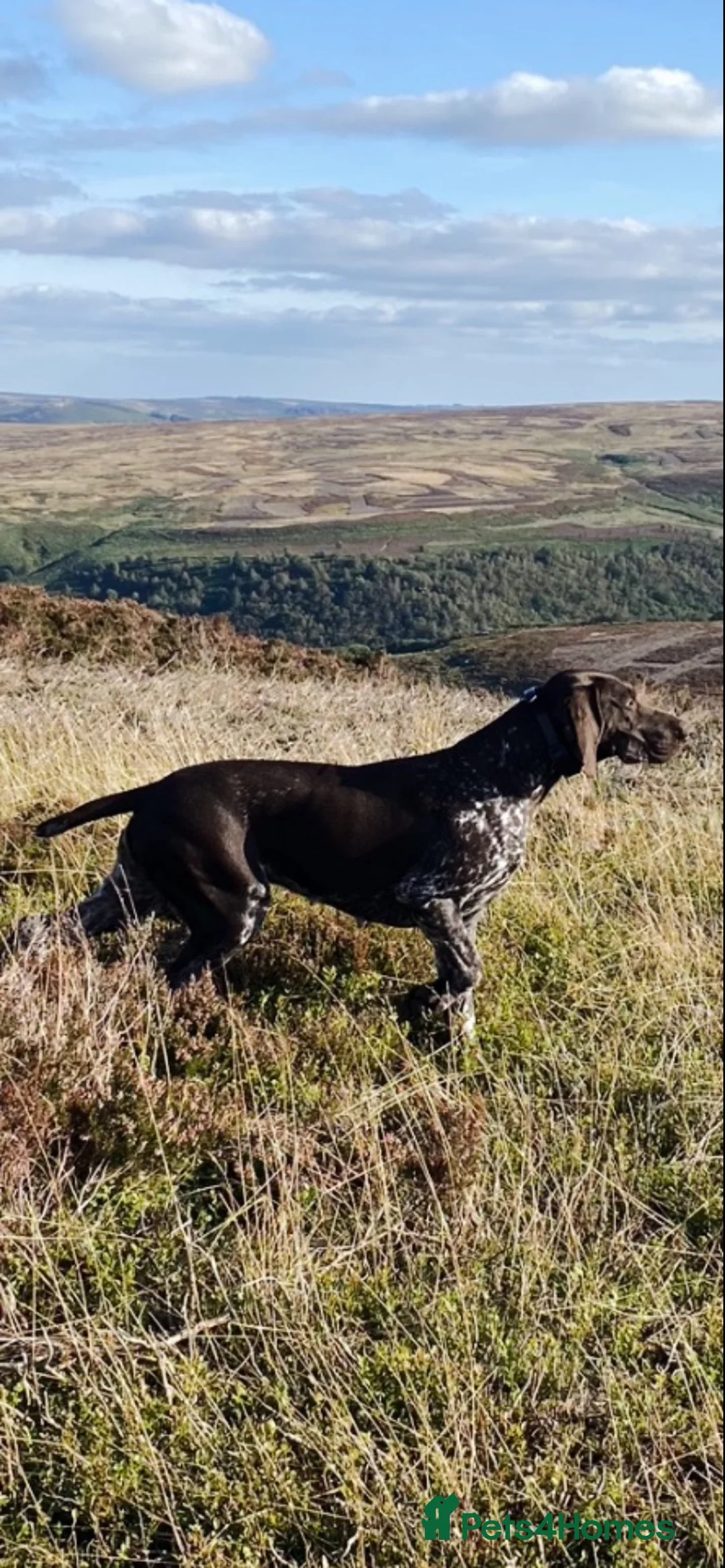 German Shorthaired Pointer dogs for sale: Best of the best German shorthair working pointers in Worksop - Advert 1