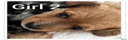 Mixed Breed dogs for sale: Beautiful pups for sale  - Advert 11