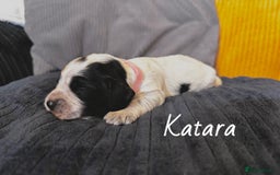 Cocker Spaniel dogs for sale: Cocker Spaniel Puppies - Advert 4