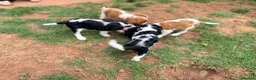 Cavalier King Charles Spaniel dogs for sale: Beautiful KC Reg Cavalier Puppies - Advert 13