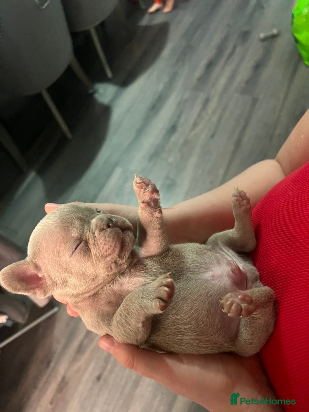 French Bulldog dogs for sale: Gorgeous Lilac, Pink Isabella, & Blue Frenchies - Advert 38