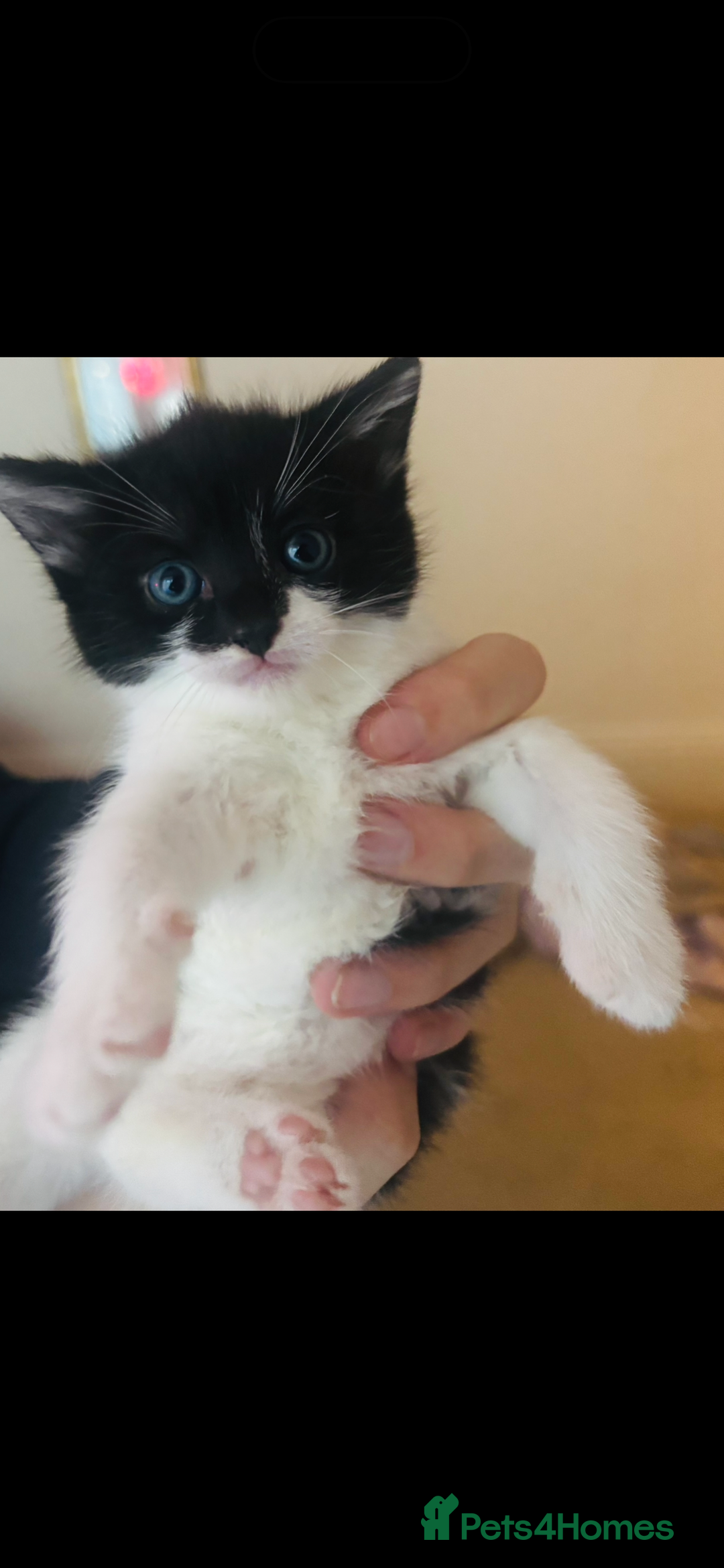 Mixed Breed cats for sale: Siamese x kittens  - Advert 4