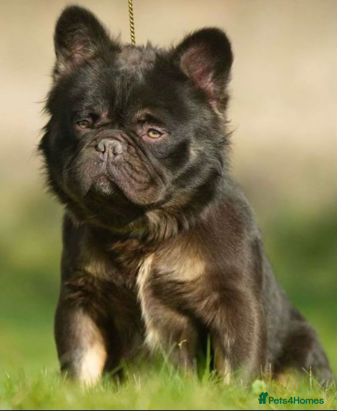 French Bulldog dogs for stud: NOODLE Choc & Tan Fluffy in Newcastle upon Tyne - Advert 3