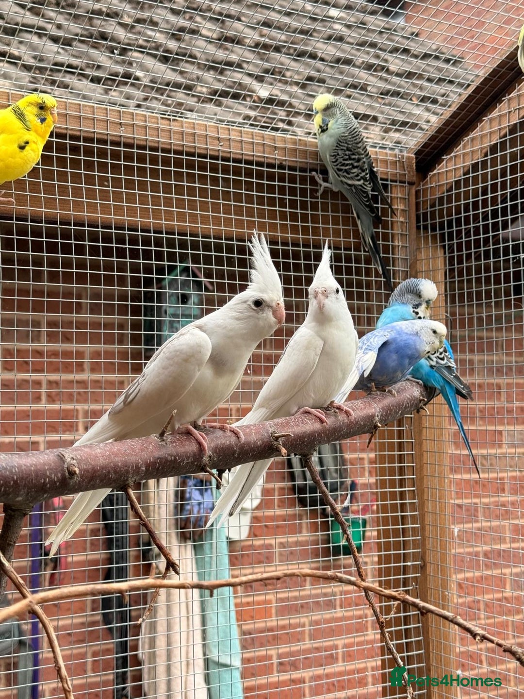 Cockatiels birds for sale: Beautiful baby cockatiels  - Image 1