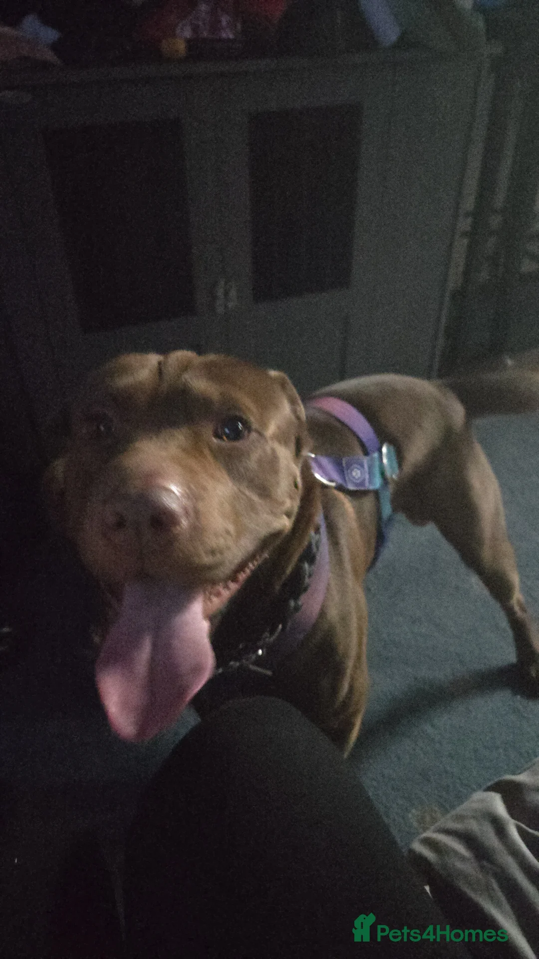 Mixed Breed dogs for sale: Shar-pei mix 2 years old  - Advert 2