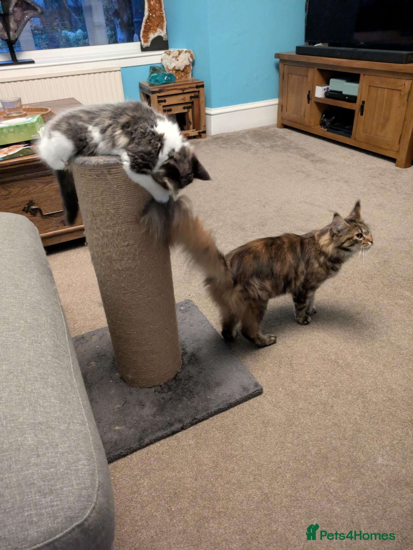 Maine Coon cats Male Kitten- Purebred Maine Coon - GCCF Registered - Advert 1