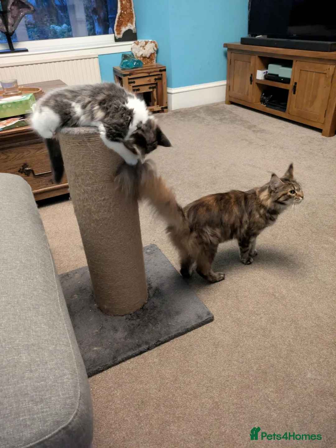 Maine Coon cats for sale: Male Kitten- Purebred Maine Coon - GCCF Registered in Darvel - Advert 1