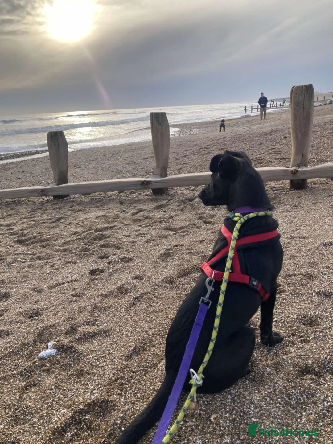 Mixed Breed dogs for adoption: Hollie needs a forever home - Advert 4