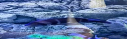 Cichlids fish for sale: Frontosa breeding group - Advert 4