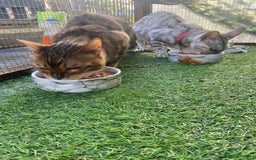 Bengal cats for sale: Beautiful silver lynx begal  - Image 2