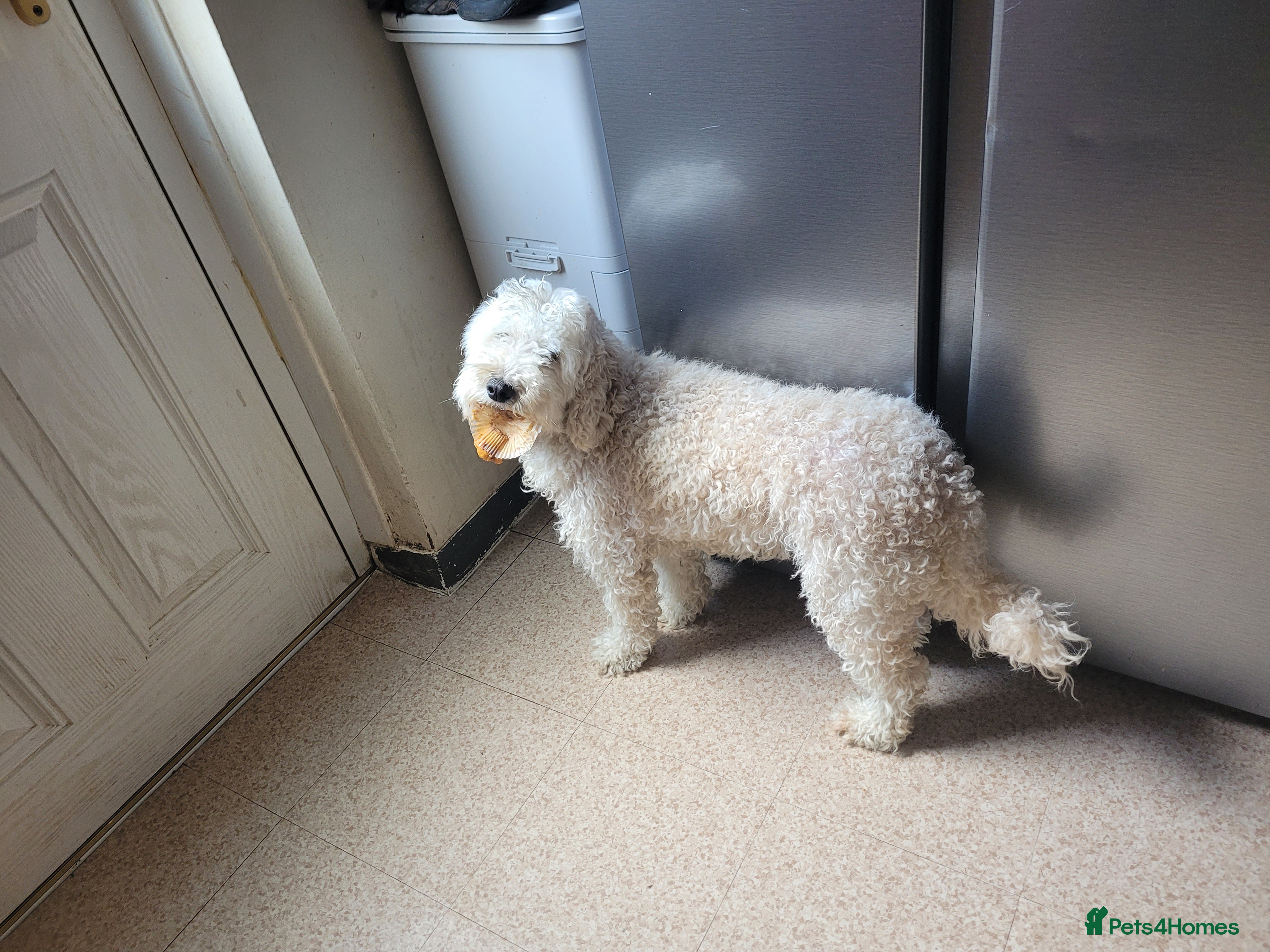 BISCUIT