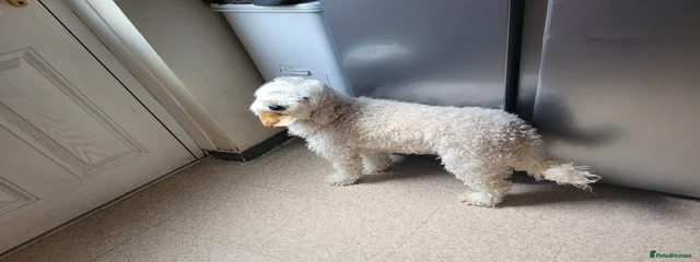 BISCUIT