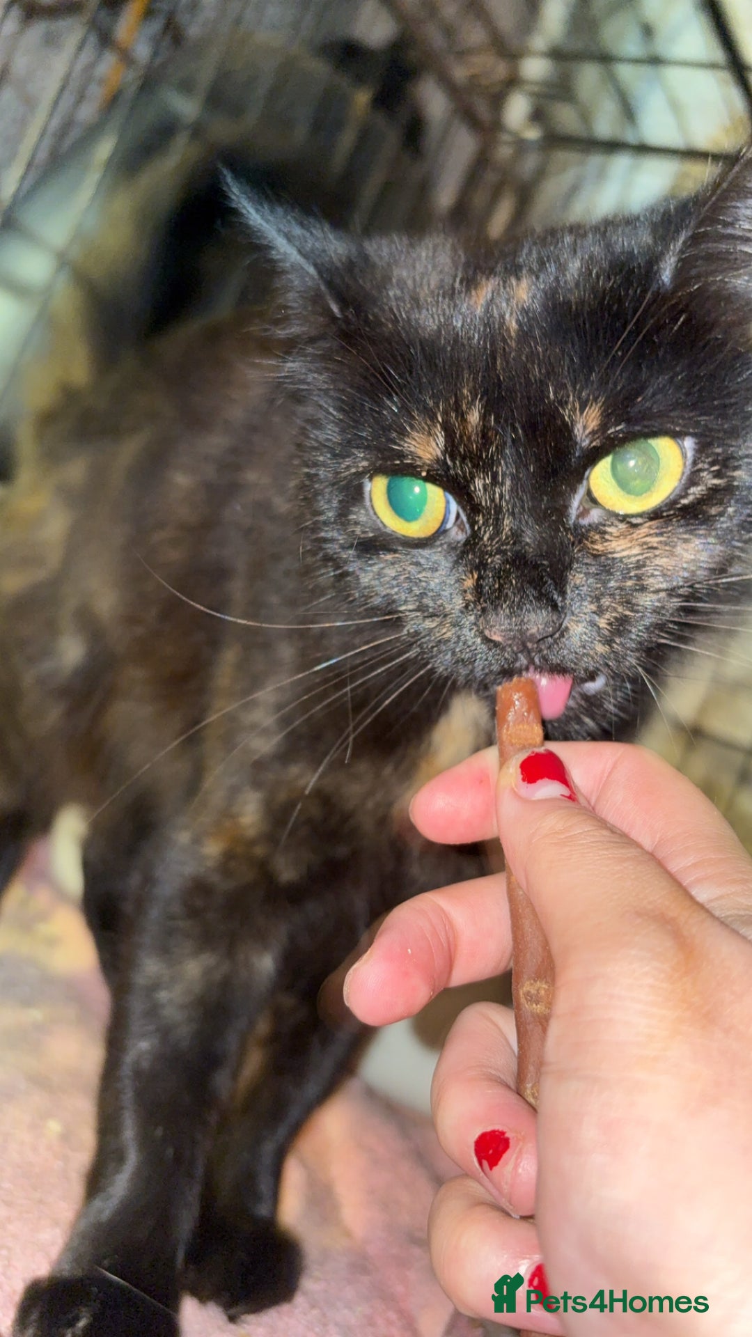 British Longhair cats for sale: Rescue kittens🧡 - Image 14