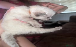 Siberian cats for sale: Full Siberian Litter. Quick sales before holiday - Image 32