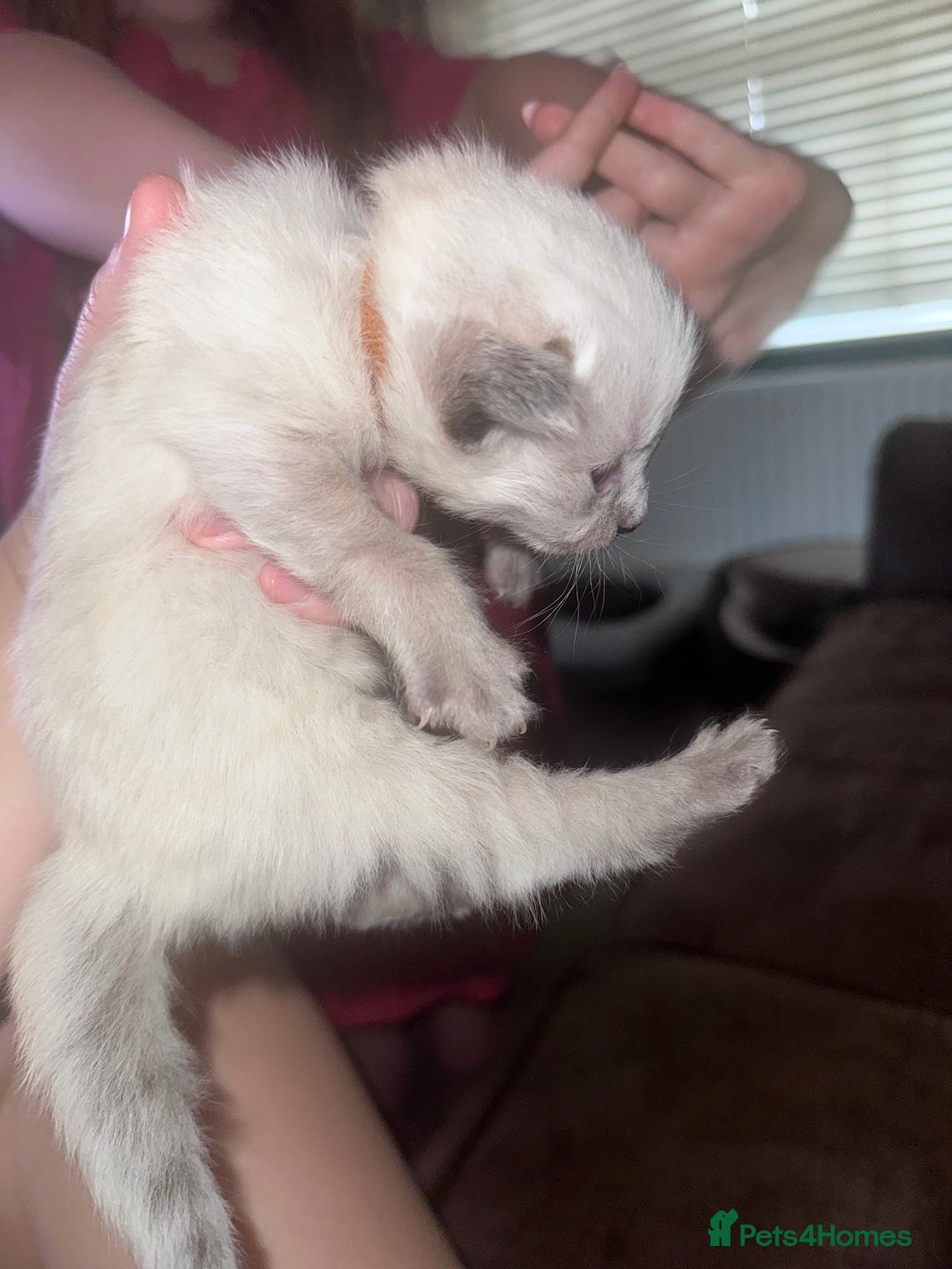 Siberian cats for sale: Full Siberian Litter. Quick sales before holiday - Image 32