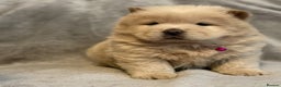 Chow Chow dogs for sale: KC Reg Chow Chow Puppies  - Advert 11